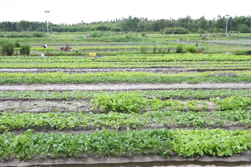 海南昌江20个常年蔬菜基地确保疫情防控期间蔬菜生产供应