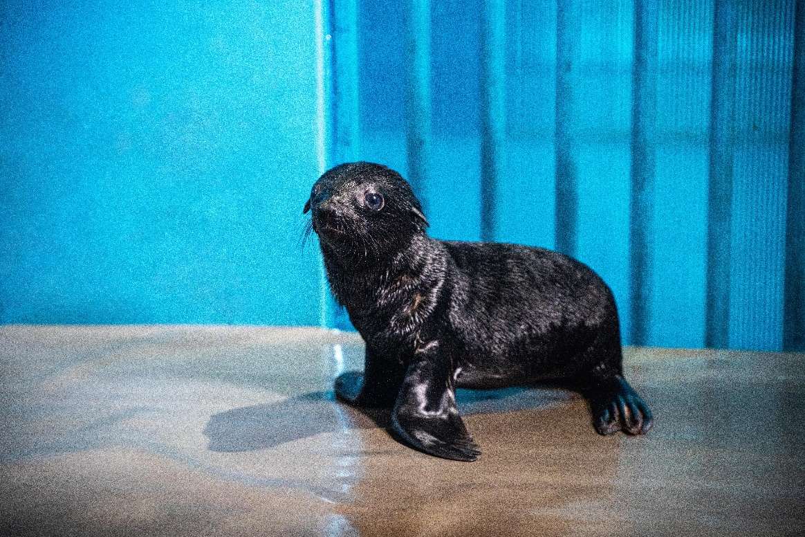 海南三亚亚特兰蒂斯首只自主繁育的海狮宝宝出生