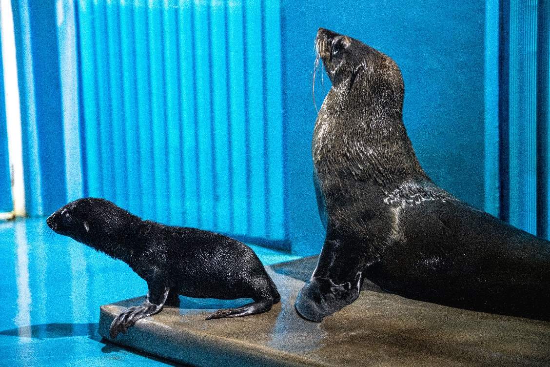 海南三亚亚特兰蒂斯首只自主繁育的海狮宝宝出生