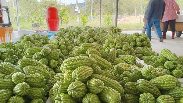 9亩,主要品种为黑顶苦瓜,珍珠苦瓜和海南苦瓜,累计出售108.