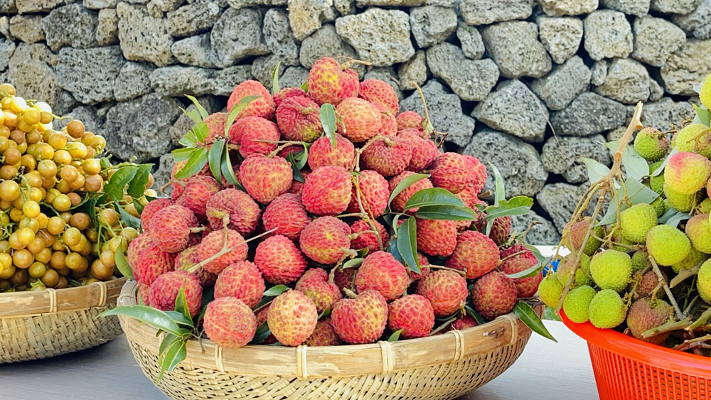 消费日报网>海南播报>旅文海南>据介绍,今年,海口火山荔枝种植面积约