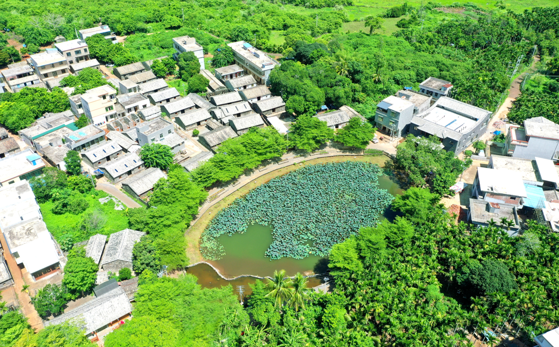 > 五一假期期间,2024海南荷花节也将在芳园艺术村开展,现场以祈福树