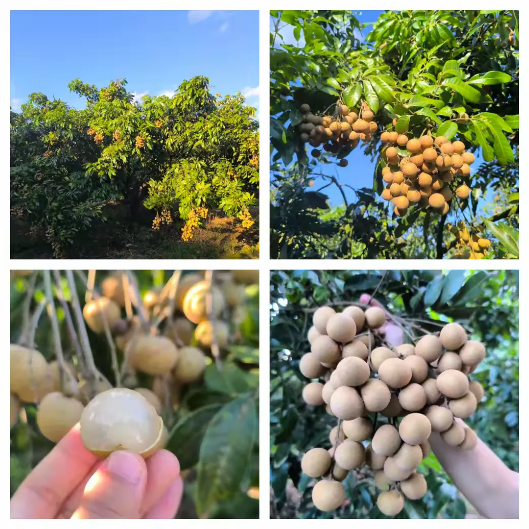 海口市琼山区红旗镇道崇村龙眼喜迎丰收,吸引市民游客体验农业采摘