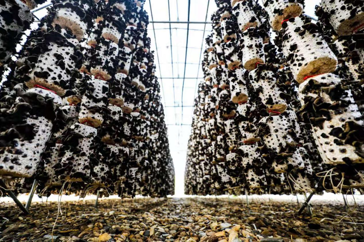 小木耳带动大产业脱贫致富创造大价值