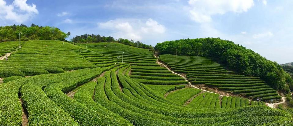 大茗云集大佛龙井专场活动举行