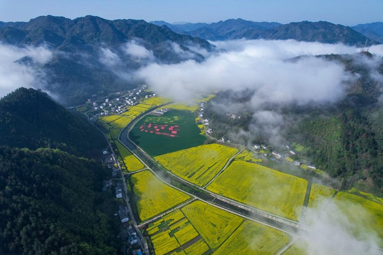 湖北郧阳五峰两朵金花带动村民增收致富