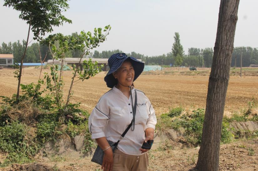 破解夏收难题 河南太平镇盐运司村委会为村民免费收小麦