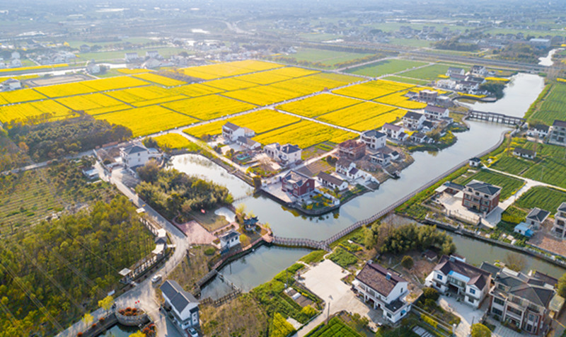 "三部曲"引领 江苏太仓沙溪镇铺展乡村振兴新画卷-消费日报网